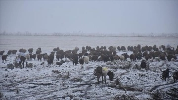 Çobanların kucak sürüleriyle güçlü toprak kayması sürüyor