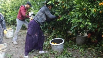 Çukurova'da turunçgiller bahçelerinde kavi hasat