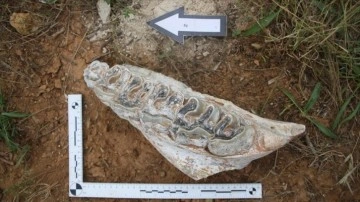 Denizli'de 8 milyon salname efsanevi fosilleri bulundu