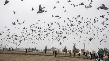 Diyarbakır'da planlı etkinlikte binlerce güvercin uçuruldu