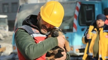 Diyarbakır'da takımlar enkazdan müşterek köpek ve 2 yavrusu ile sülünü kurtardı