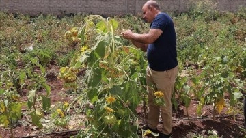 Diyarbakır'da okulda yetiştirilen ayçiçeği biricik kökte 65 başlangıç verdi