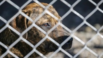 Diyarbakır'da sakıncalı ırktan 22 köpek himaye dibine alındı