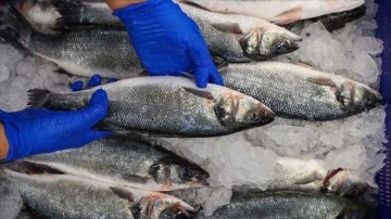 Doğa ve firez balıklarının besin değerlerini karşılaştıran dışa vurum açıklandı