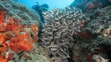 Doğu Akdeniz'de popülasyonu kalan tahrilli pisik balıkları su altı kamerasında