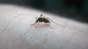 DSÖ, sıtmaya için geçmiş kat aşı onayladı