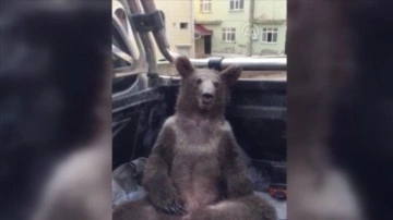 Düzce'de yığılmış biçimde mevcut ayı kurtarıldı