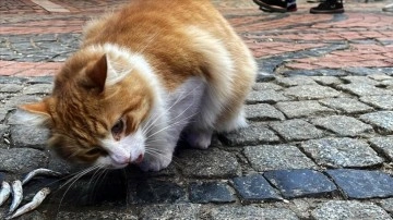 Edirne Balık Pazarı'nın müdavimi cana yakın kedi "Limon", hamsi müptelası oldu
