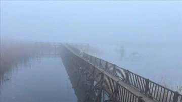 Efteni Gölü Kuş Cenneti'nde sis çarpıcı oluyor