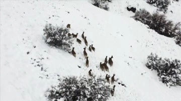Elazığ'da kar üzerinde araç arayan kepez keçileri dron ile görüntülendi