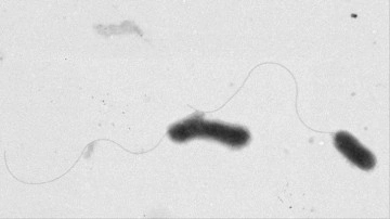 ERÜ yerleşkesinde yaşayan gelenilerde yeni bakteri türü keşfedildi