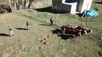 Erzincan'da kaybolan büyükbaş hayvanat drone sayesinde bulundu