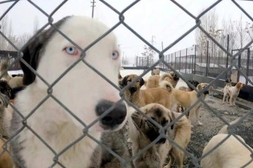 Erzincan’da sokak köpekleri toplanarak barınağa yerleştirildi