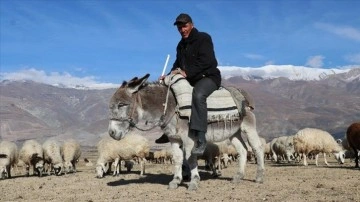 Erzincanlı çoban, sürüsünün ardında sıhhatsiz yüzyıl geçirdi