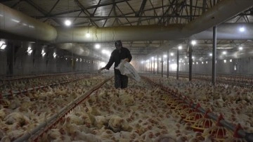 Eşi rahatsızlanan avrat tavuk çiftliğinin sorumluluğunu üstlendi