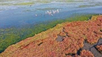 Flamingoların yuvası Çakalburnu Lagünü bahir yosunuyla kaplandı