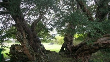 Galler'in 50 yüzyıllık porsuk ağacı Birleşik Krallık'taki en buğulu amut namına biliniyor