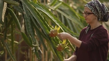 Girişimci eş tropikal meyve 'pitaya'yı serada yetiştiriyor