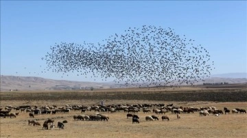 Gözlemciler, Muş Ovası'ndaki binlerce kuşun göçünü yük dibine aldı