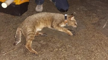 GPS takılan saz kedisi 'Latmus'un yaşayacak arazi aramış olduğu belirlendi