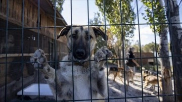 Hayvanseverlerin kurduğu topluluk 170 köpeğin sıcak yuvası oldu