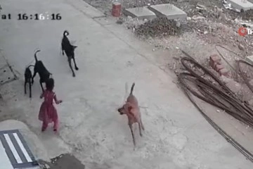 Hindistan’da sokak köpekleri 4 yaşındaki çocuğa saldırdı