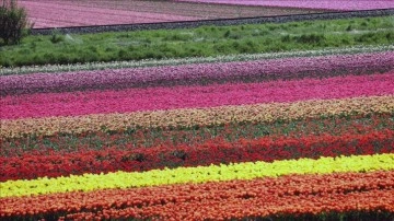 Hollanda'da baharla açan rengarenk laleler tarlaları süslüyor