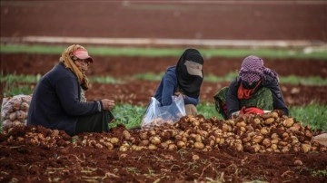 İdlib'deki siviller, hasat edilen tarlalardan patatesleri biriktirerek geçiniyor