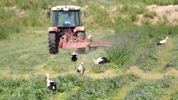 Iğdır'da çiftçilerin hasat icra ettiği tarlalarda leylekler de payına düşeni alıyor