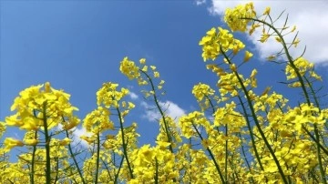 İngiltere'de iklim değişikliği zımnında nebatat 1 ay er çiçek açıyor