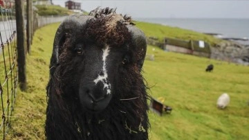 İnsandan aşkın koyunun yaşamış olduğu ülke: Faroe Adaları