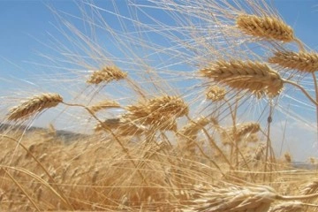 İran’ın 7 milyon ton buğday ithalatına ihtiyacı var