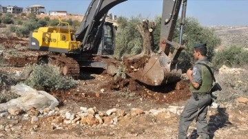 İsrail güçleri Batı Şeria'da Filistinlilere ilgilendiren 250 zeytin ağacını söktü
