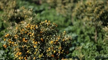 İzmir'de tecrübe gayeli yetiştirilen "altın portakal"da önce hasat yapıldı