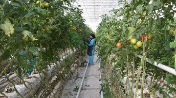 Jeotermal serada yetiştirilen domatesler Avrupa ülkelerinden dikkat görüyor
