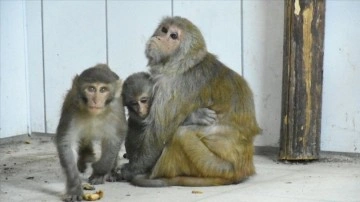 Kaçakçıların elinden kurtarılan bebek maymunlara "Nene" analık yapıyor