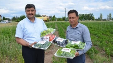 Kahramankazan'da şehremaneti çalışanları, gerekseme malikleri düşüncesince sebze üretiyor
