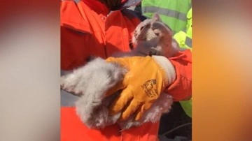 Kahramanmaraş'ta çökme altında küsurat kedi depremin 10. gününde kurtarıldı
