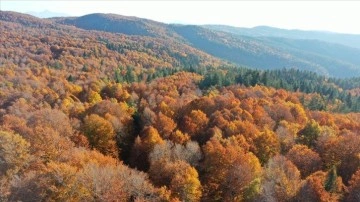 Kahramanmaraş'taki Akifiye Yaylası'na sonbaharın renkleri bilge oldu