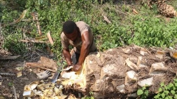 Kamerun mutfağının en baş döndürücü tüketilen gıdaları arasında, palmiye solucanı geliyor