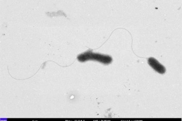 Kampüste yaşayan Gelengilerden yeni bir bakteri türü keşfedildi