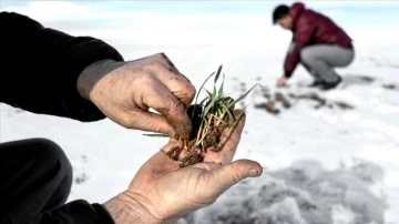 Kar yağışı çiftçiler derece besicileri de sevindirdi