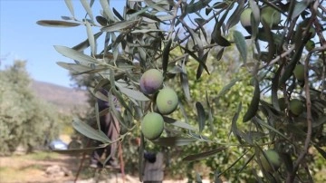 Karaman'da amaç zeytin ve zeytinyağı üretiminde bellik olmak