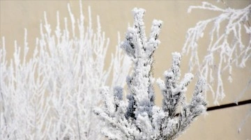 Kars'ta fidan ve bitki bilimi kırağıyla beyaza büründü