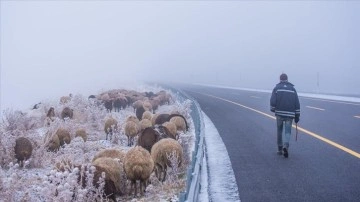 Kars'ta göçerlerin yayladan kar ve sis ortada güçlü devir yolculuğu başladı