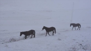 Kars'ta kışın doğaya salınan atlar karlı arazide hayat mücadelesi veriyor