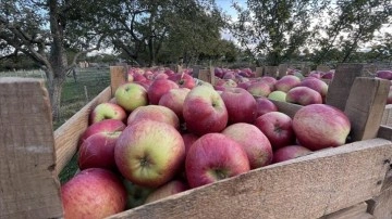 Kastamonu'da kısaca 23 bin titrem elma rekoltesi bekleniyor