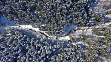 Kastamonu'nun karla ciltli ormanları açıktan görüntülendi