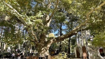 Kayseri'de Anıt Ağaç yerine tescillenen çınar 420 senedir ayakta