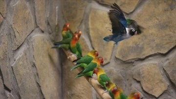 Kayseri'deki zooloji bahçesi, ziyaretçilerini tropik kuşların cıvıltılarıyla ağırlıyor